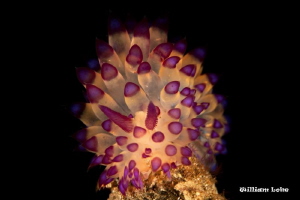 Janolus sp. Shot with front and backside lighting by William Loke 